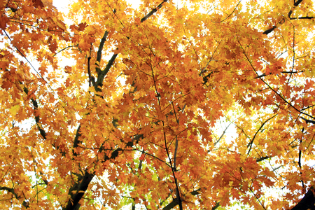 crowns of trees with yellow leaves in the Autumn park