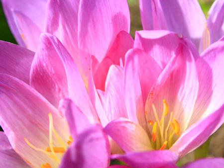 beautiful pink flowers of Colchicum autumnale blossoming in the Autumnの写真素材