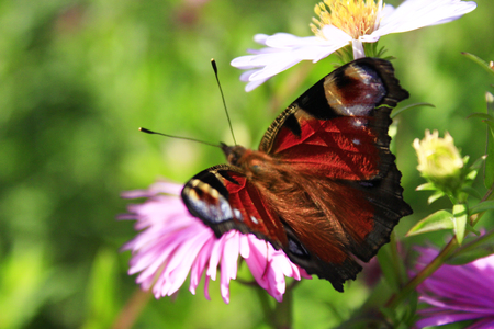 butterfly of peacock eye sitting on the asterの写真素材