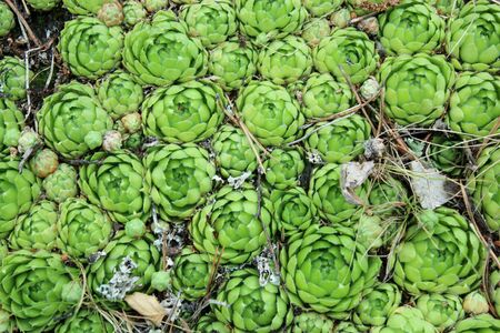 beautiful green flowers of Sempervivum in forestの写真素材
