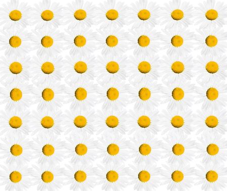 pattern from beautiful white chamomiles with yellow heartの写真素材