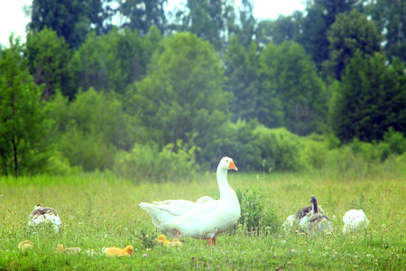 flight of white house geese on the meadowの写真素材