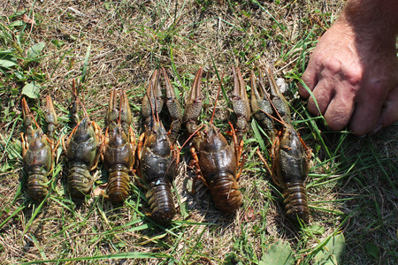 some river cancers lying on the grass