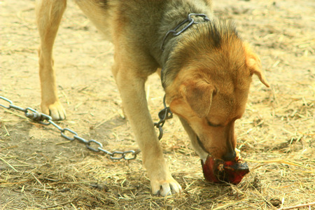 watchdog on eats a piece of meatの写真素材