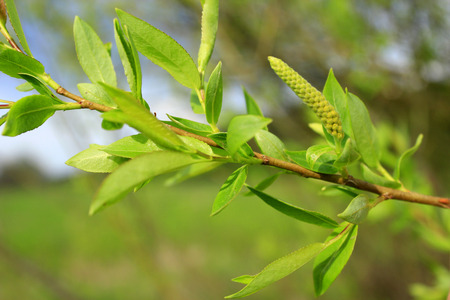 Young sprouts and kidney of a willow in the spring
