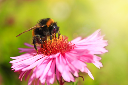 bumblebee sits on the aster and collects the nectar