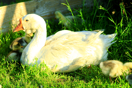 goslings with their goose on the grass in the villageの写真素材