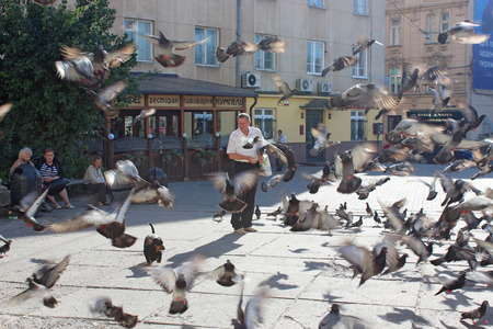 man feeds a lot of pigeons on the road in the central part of Lvivのeditorial素材