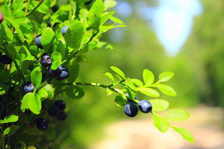 green bush with bilberry in the forestの写真素材