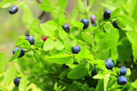 green bush with bilberry in the forestの写真素材