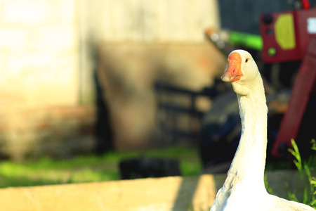 white goose staring. Head of goose on the long neckの写真素材