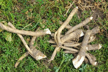 fresh cut roots of horseradish prepared for conservation