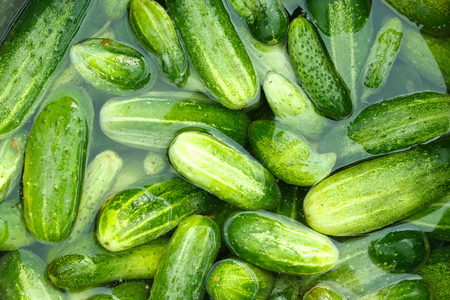 ripe cucumbers are washed in the water before preservationの写真素材