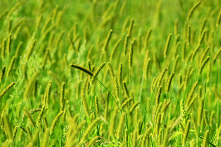 thicket of high green grass on the meadow in the summerの写真素材