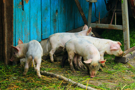 pink and black amusing piglets on the farmの写真素材