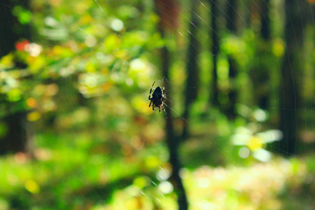 spider on the web on the green forest backgroundの写真素材