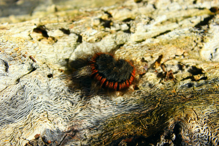 macrothylacia rubi caterpillar black with brown ribbons on the wooden barkの写真素材