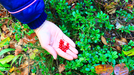 berry-picker gathers red berries of cowberry in the forestの写真素材