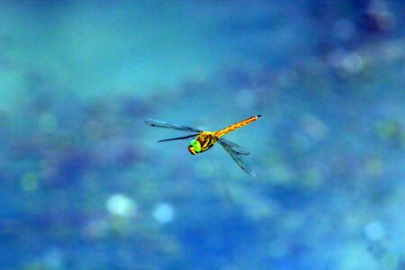 dragonfly in flight on the blue light backgroundの写真素材