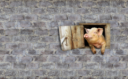 joy pig looks out from window of shed on the stony wallの写真素材