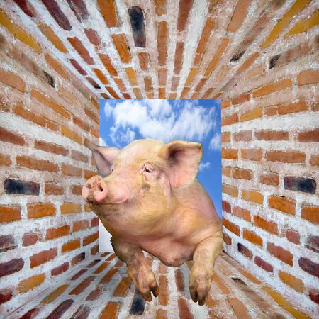 pig looks out from window of shed on the red brick wallの写真素材
