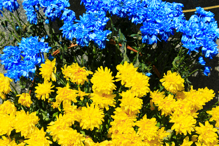 Beautiful flowers of chrysanthemum in colors of Ukrainian national flagの写真素材