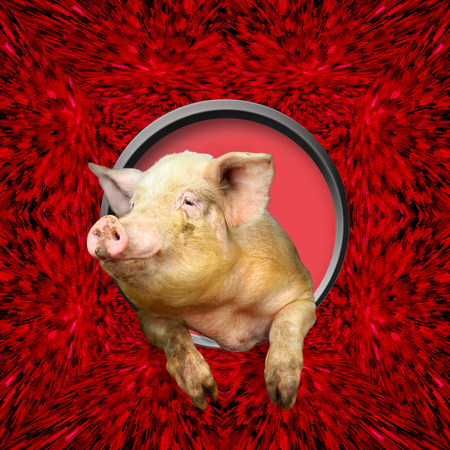 pig poses from round window on the red backgroundの写真素材