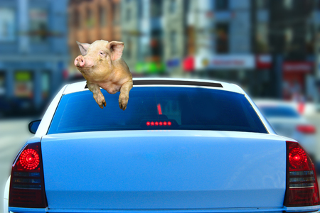 pig looks out from car hatch as if she was the driverの写真素材