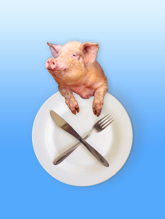 funny pig looks out over the plate with a knife and fork as a symbol of gluttonyの写真素材