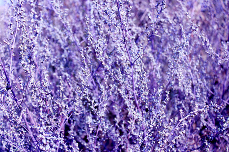abstract natural luish-lilac texture from plants in the fieldの写真素材