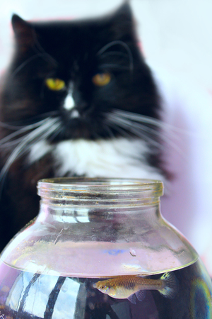 Cat staring at guppy fish in tankの写真素材
