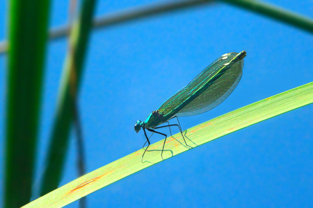 Dark blue dragonfly sits on the leaf above waterの写真素材