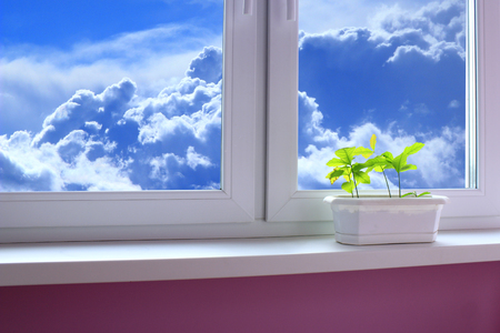young plants of oaks on the window-sill and view to the cloudy skyの写真素材