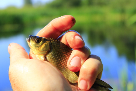 Prussian carp in the hand