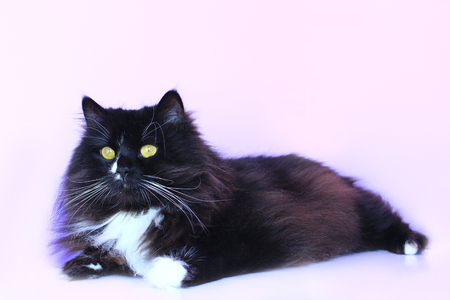 black cat lays on the pink tender backgroundの写真素材