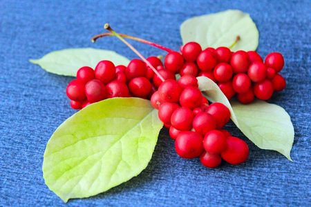 branch of red ripe schisandra with leaves lay on the dark blue backgroundの写真素材