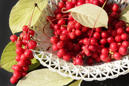 Branches with red ripe Schisandra and leaves on the plate on the dark backgroundの写真素材
