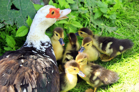 Muscovy duck hen with its amusing ducklings going on the grass in the poultryの写真素材