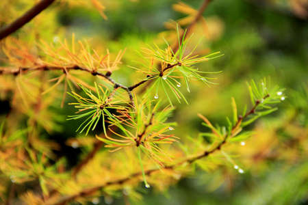 Branches of firの写真素材