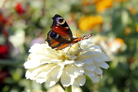 butterfly of peacock eye sits on the flower of zinniaの写真素材