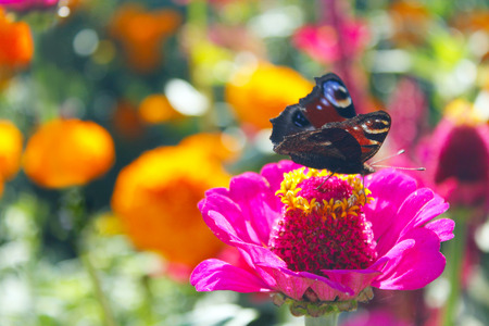 Macro of butterfly peacock eye collects nectar on the zinnia. Macro of butterflyの写真素材