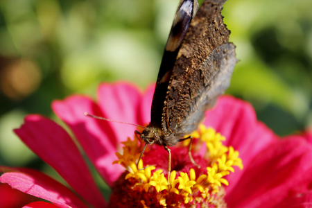 Macro of butterfly peacock eye collecting nectar on the zinnia. Macro of butterflyの写真素材