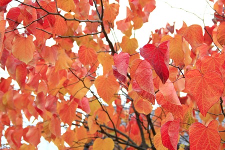 Yellow dry autumnal leaves on the tree