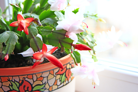 Schlumbergera red flowers. Christmas flowers in a flowerpot. Room decoration. A sign of comfortの写真素材