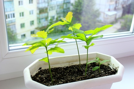 Young plants of oaks on window-sill and view to neighboring house. Young trees are ready to planting. View of windowの写真素材