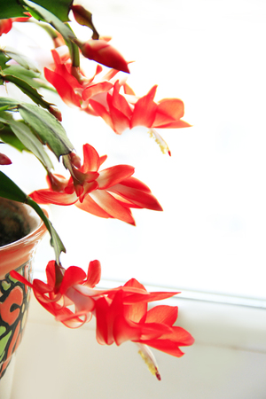 Schlumbergera red flowers. Christmas flowers in a flowerpot. Room decoration. A sign of comfortの写真素材