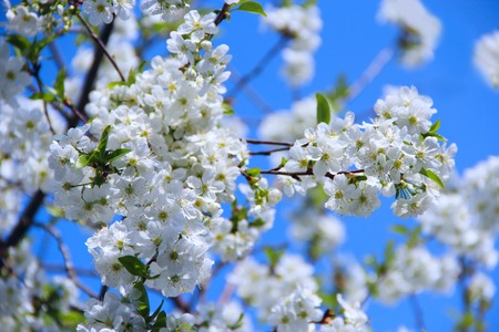 Blossoming cherry tree in spring. Cherry blossom in spring. White flowers of cherry tree. Springtime