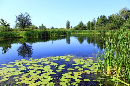 Beautiful summer landscape with picturesque pond with water-lilies. Summer lake. Landscape with summer lakeの写真素材
