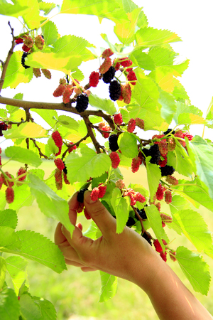 Female hand plucking ripe mulberry from tree. Berries of mulberry. Mulberry tree with ripe berriesの写真素材