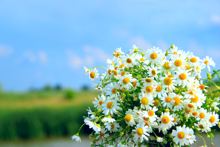 White chamomiles in bouquet on natural background. Beautiful bouquet with white chamomiles. Chamomile flowers. White field flowers in summer close-upの写真素材